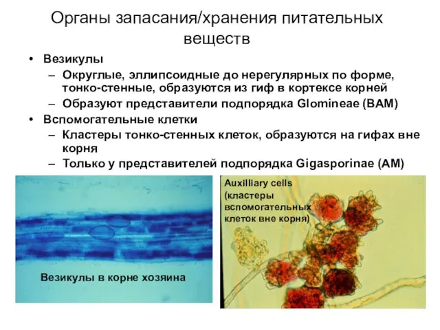 Органы запасания/хранения питательных веществ Везикулы Округлые, эллипсоидные до нерегулярных по форме,