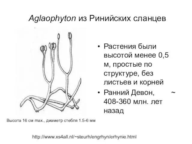 Aglaophyton из Ринийских сланцев Растения были высотой менее 0,5 м, простые