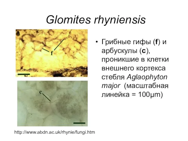 Glomites rhyniensis Грибные гифы (f) и арбускулы (c), проникшие в клетки