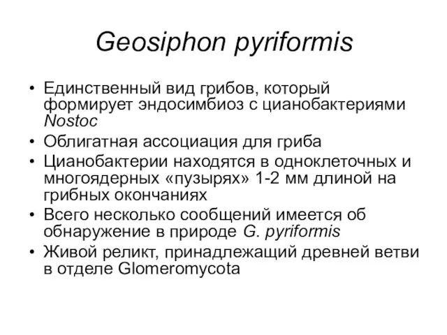Geosiphon pyriformis Единственный вид грибов, который формирует эндосимбиоз с цианобактериями Nostoc