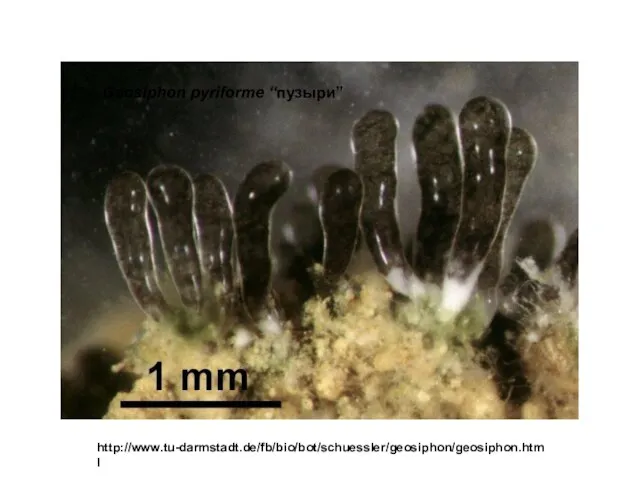 http://www.tu-darmstadt.de/fb/bio/bot/schuessler/geosiphon/geosiphon.html Geosiphon pyriforme “пузыри”