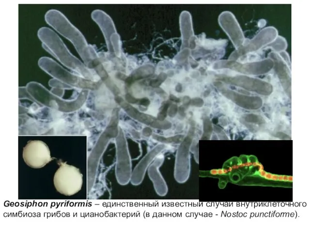 Geosiphon pyriformis – единственный известный случай внутриклеточного симбиоза грибов и цианобактерий