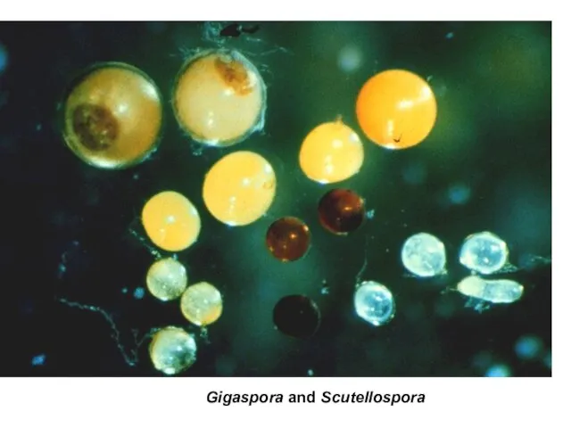 Gigaspora and Scutellospora