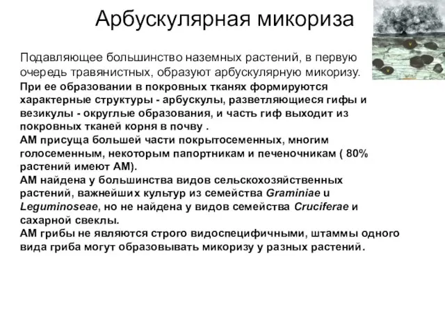 Подавляющее большинство наземных растений, в первую очередь травянистных, образуют арбускулярную микоризу.