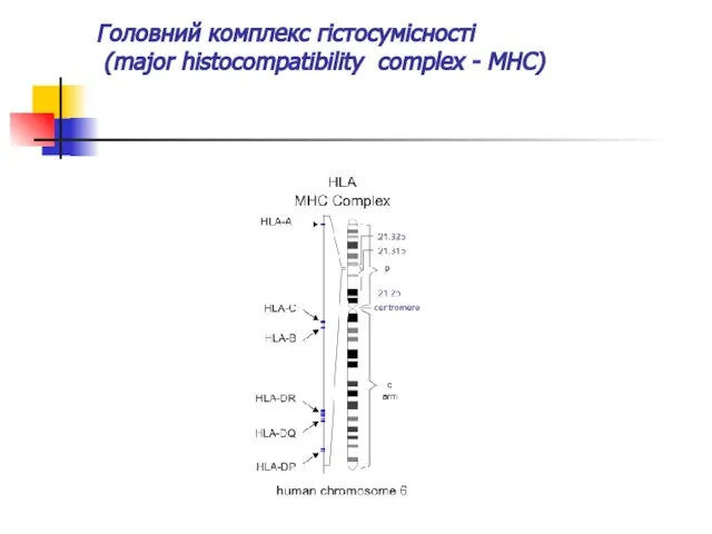 Головний комплекс гістосумісності (major histocompatibility complex - МНС)