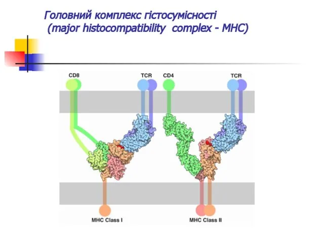 Головний комплекс гістосумісності (major histocompatibility complex - МНС)