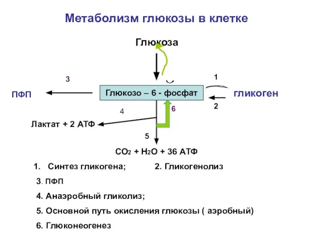 Метаболизм глюкозы в клетке Глюкоза Глюкозо-6-фосфат гликоген ПФП СО2 + Н2О