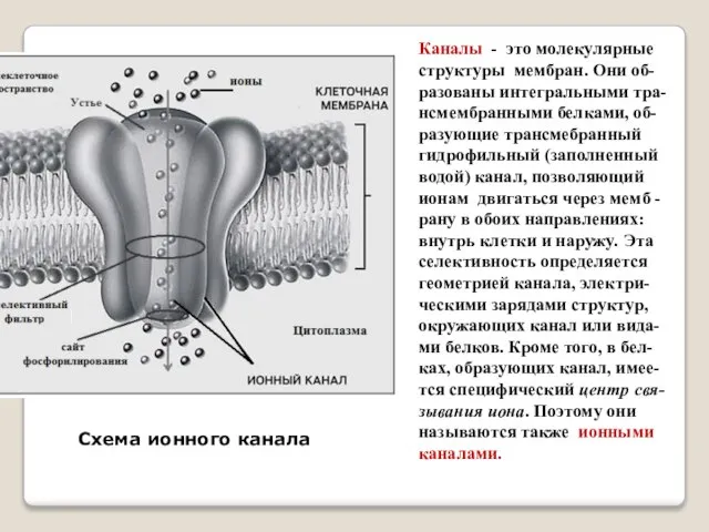 Каналы - это молекулярные структуры мембран. Они об- разованы интегральными тра-