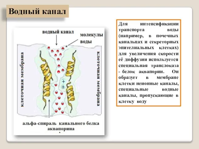 Для интенсификации транспорта воды (например, в почечных канальцах и секреторных эпителиальных