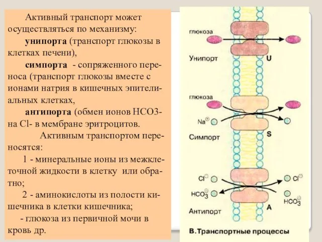 Активный транспорт может осуществляться по механизму: унипорта (транспорт глюкозы в клетках