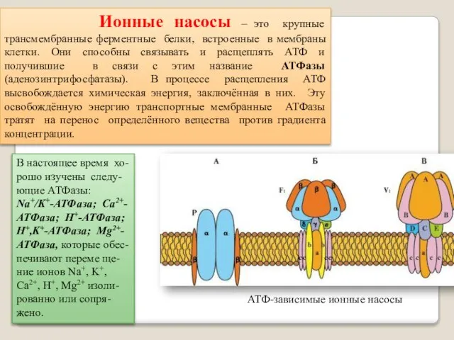 Ионные насосы – это крупные трансмембранные ферментные белки, встроенные в мембраны