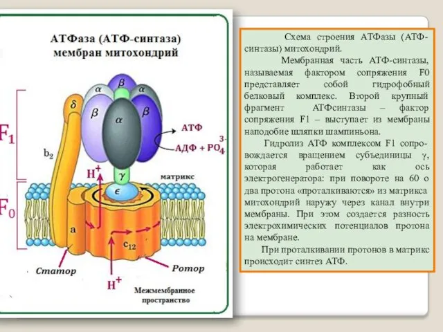 Схема строения АТФазы (АТФ-синтазы) митохондрий. Мембранная часть АТФ-синтазы, называемая фактором сопряжения