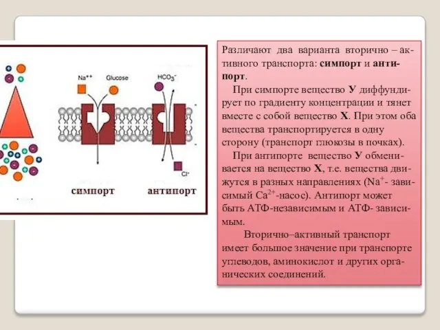 Различают два варианта вторично – ак-тивного транспорта: симпорт и анти-порт. При