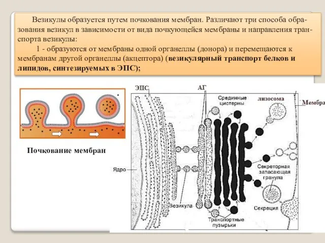 Везикулы образуется путем почкования мембран. Различают три способа обра-зования везикул в