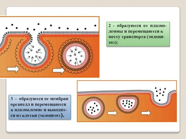 2 - образуются от плазмо-леммы и перемещаются к месту транспорта (эндоци-тоз);