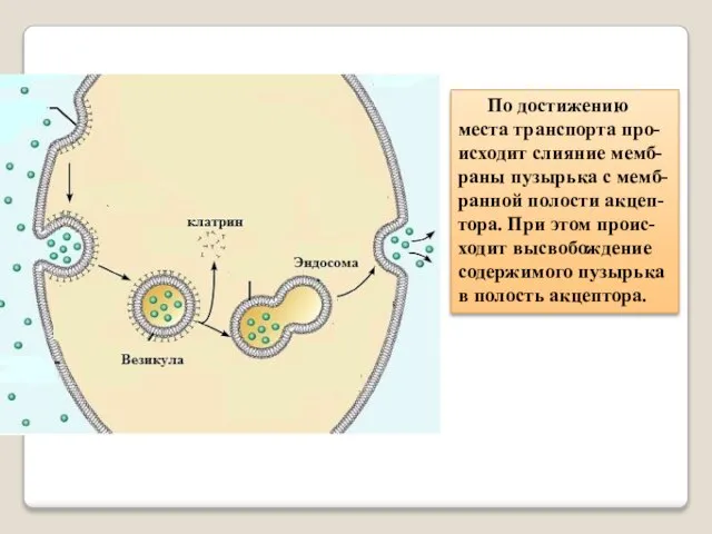 По достижению места транспорта про-исходит слияние мемб-раны пузырька с мемб-ранной полости