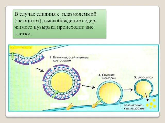 В случае слияния с плазмолеммой (экзоцитоз), высвобождение содер-жимого пузырька происходит вне клетки.