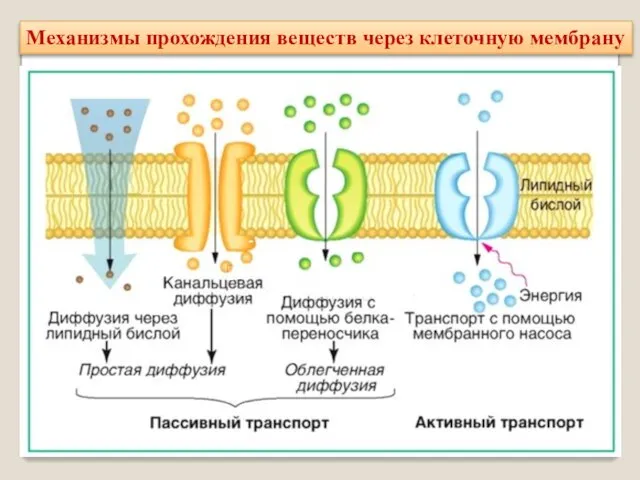 Механизмы прохождения веществ через клеточную мембрану