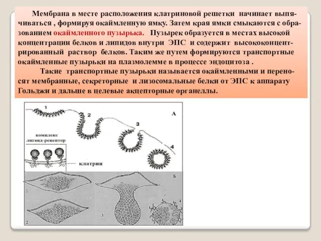 Мембрана в месте расположения клатриновой решетки начинает выпя-чиваться , формируя окаймленную