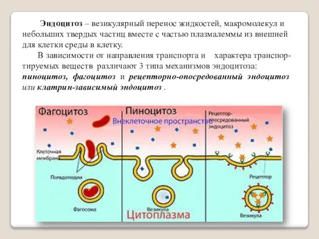 Эндоцитоз – везикулярный перенос жидкостей, макромолекул и небольших твердых частиц вместе