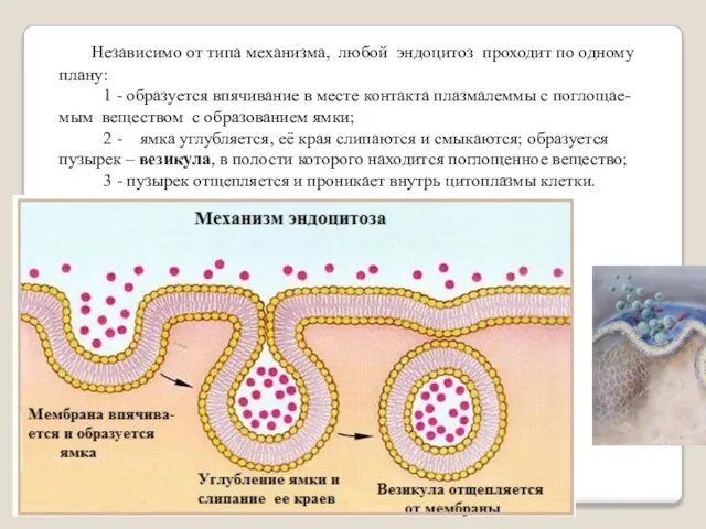 Независимо от типа механизма, любой эндоцитоз проходит по одному плану: 1