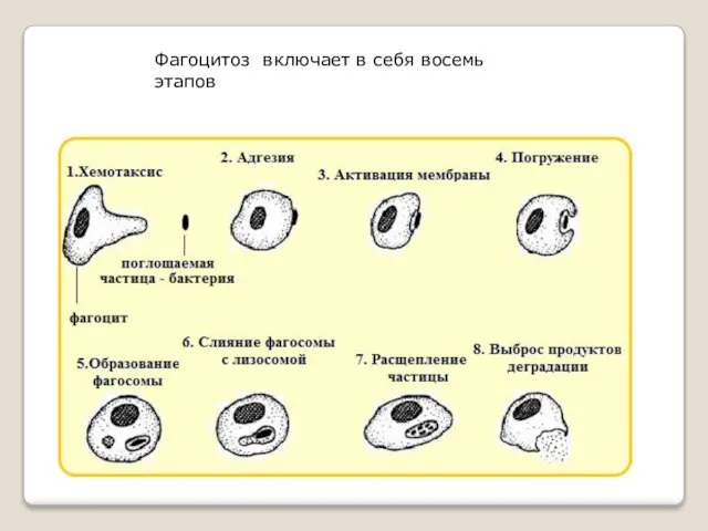 Фагоцитоз включает в себя восемь этапов