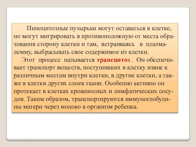 Пиноцитозные пузырьки могут оставаться в клетке, но могут мигрировать в противоположную