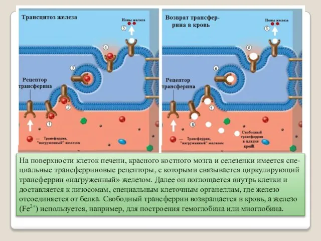 На поверхности клеток печени, красного костного мозга и селезенки имеется спе-циальные