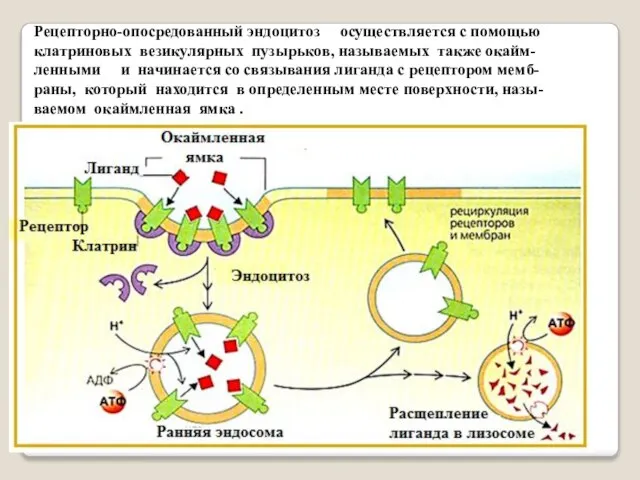 Рецепторно-опосредованный эндоцитоз осуществляется с помощью клатриновых везикулярных пузырьков, называемых также окайм-ленными