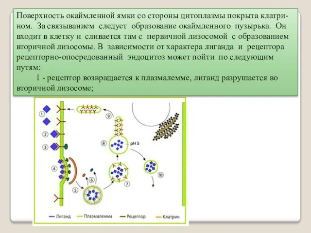 Поверхность окаймленной ямки со стороны цитоплазмы покрыта клатри-ном. За связыванием следует