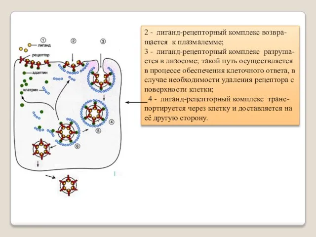 2 - лиганд-рецепторный комплекс возвра-щается к плазмалемме; 3 - лиганд-рецепторный комплекс