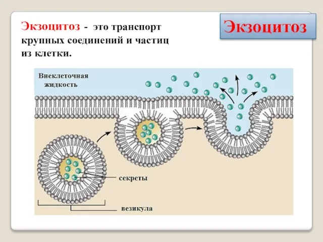 Экзоцитоз - это транспорт крупных соединений и частиц из клетки. Экзоцитоз