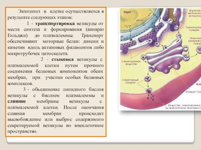 Экзоцитоз в клетке осуществляется в результате следующих этапов: 1 - транспортировка