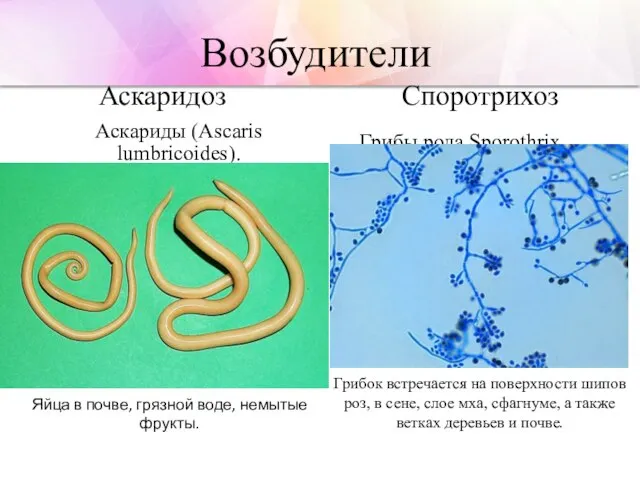 Возбудители Аскариды (Ascaris lumbricoides). Грибы рода Sporothrix schenckii Аскаридоз Споротрихоз Грибок
