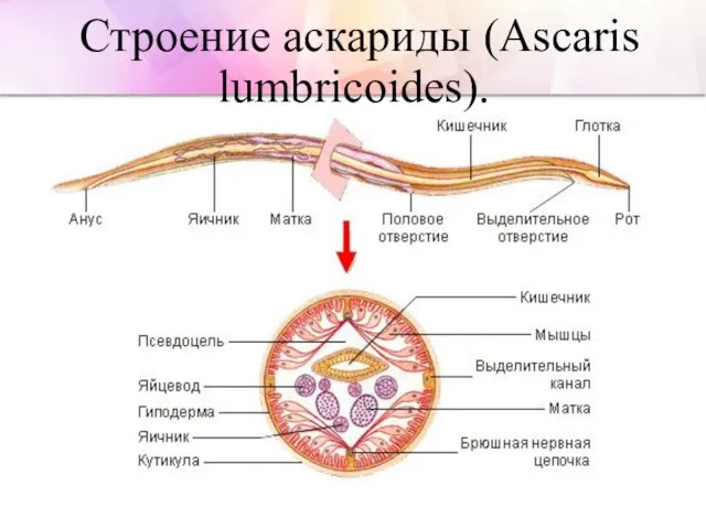Строение аскариды (Ascaris lumbricoides).