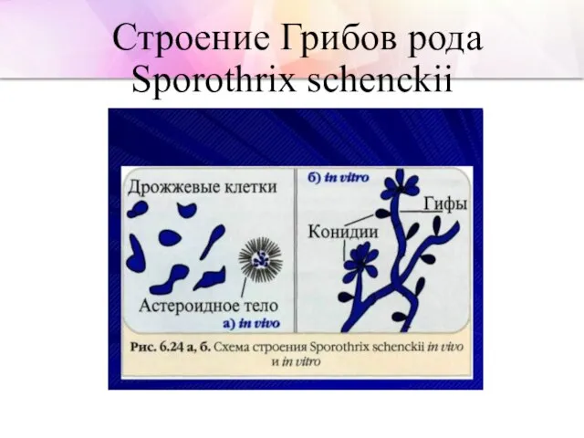 Строение Грибов рода Sporothrix schenckii