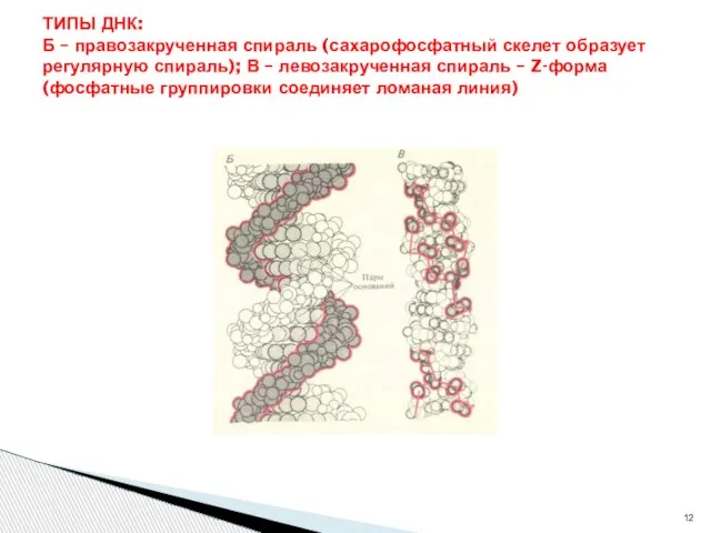 ТИПЫ ДНК: Б – правозакрученная спираль (сахарофосфатный скелет образует регулярную спираль);