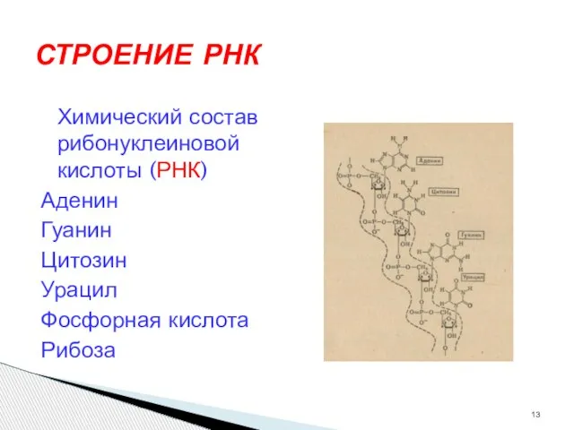 СТРОЕНИЕ РНК Химический состав рибонуклеиновой кислоты (РНК) Аденин Гуанин Цитозин Урацил Фосфорная кислота Рибоза