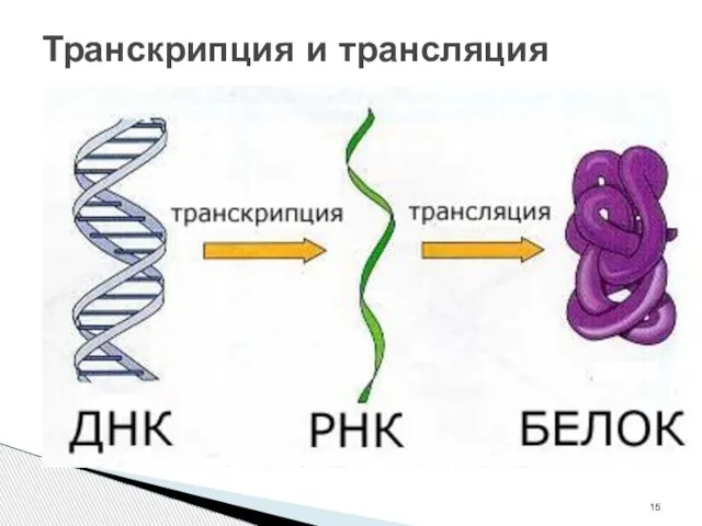 Транскрипция и трансляция