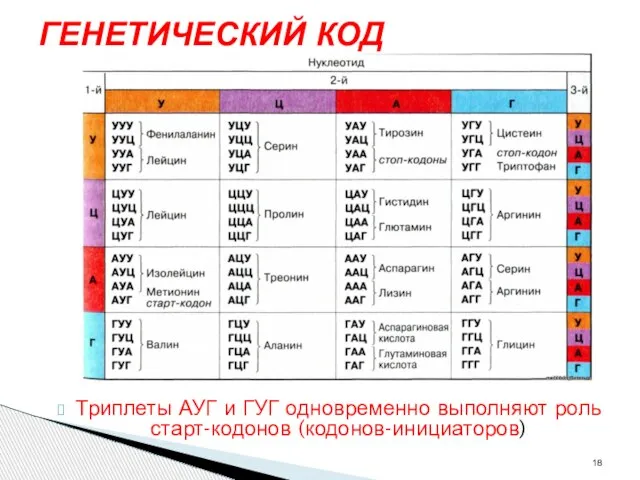 ГЕНЕТИЧЕСКИЙ КОД Триплеты АУГ и ГУГ одновременно выполняют роль старт-кодонов (кодонов-инициаторов)