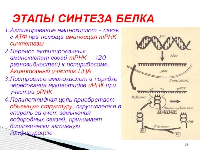 ЭТАПЫ СИНТЕЗА БЕЛКА 1.Активирование аминокислот – связь с АТФ при помощи