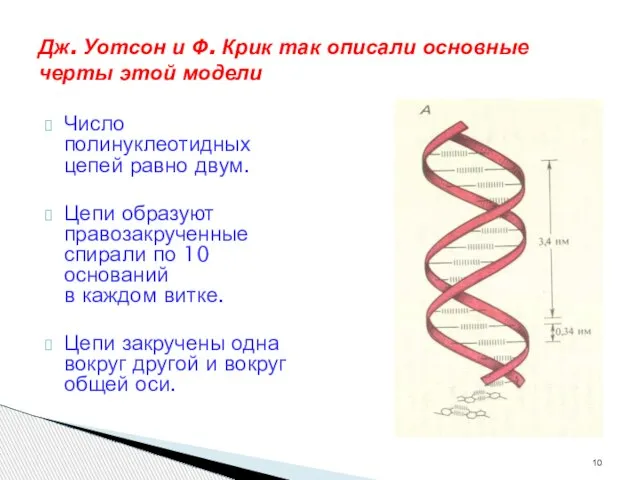 Дж. Уотсон и Ф. Крик так описали основные черты этой модели