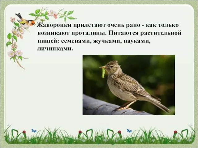 Жаворонки прилетают очень рано - как только возникают проталины. Питаются растительной пищей: семенами, жучками, пауками, личинками.