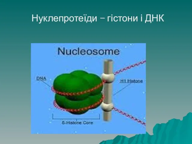 Нуклепротеїди – гістони і ДНК