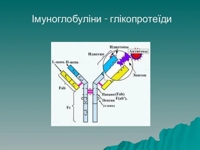 Імуноглобуліни - глікопротеїди