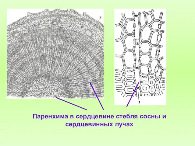 Паренхима в сердцевине стебля сосны и сердцевинных лучах