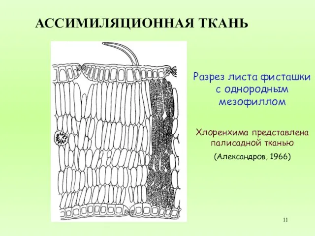 АССИМИЛЯЦИОННАЯ ТКАНЬ Разрез листа фисташки с однородным мезофиллом Хлоренхима представлена палисадной тканью (Александров, 1966)