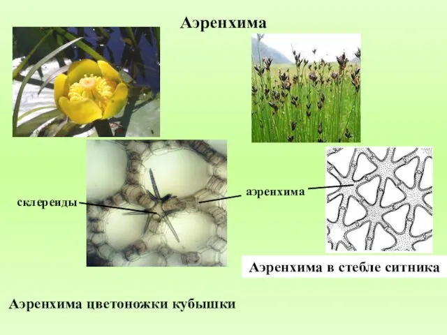 Аэренхима Аэренхима цветоножки кубышки склереиды аэренхима Аэренхима в стебле ситника