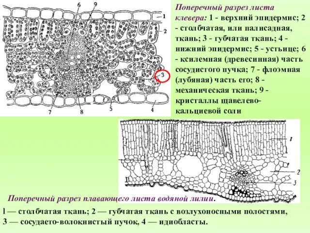 Поперечный разрез листа клевера: 1 - верхний эпидермис; 2 - столбчатая,