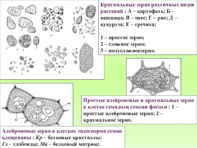 Крахмальные зерна различных видов растений : А – картофель; Б –